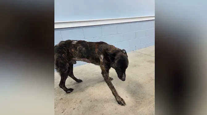 Erwin woman charged with animal cruelty after former police dog found malnourished