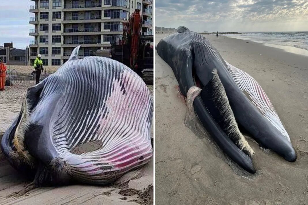 Experts find cause of death for whale washed up on Rockaway beach