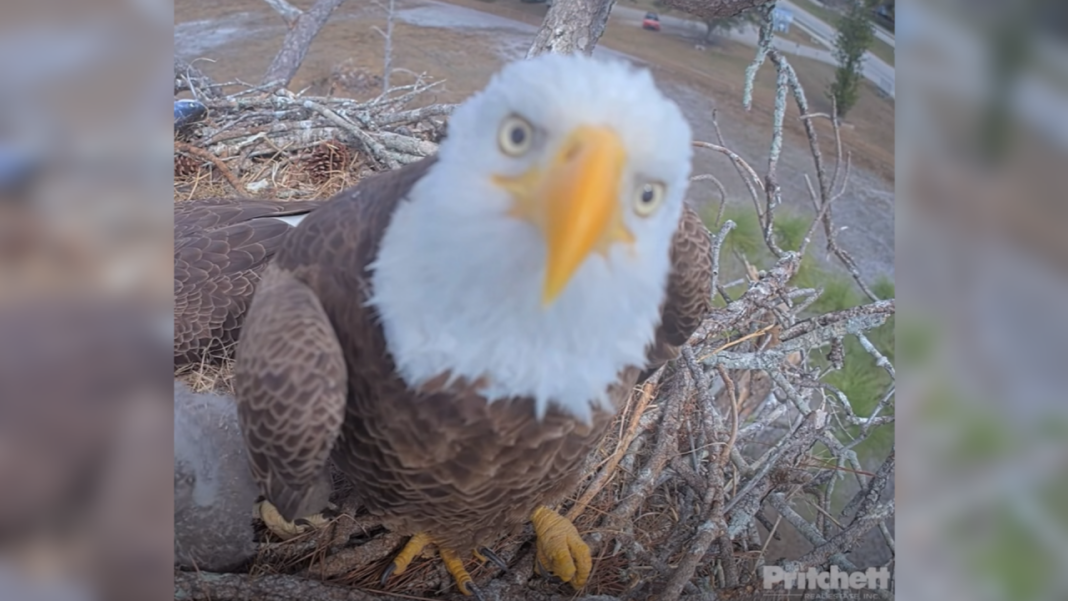 Famous Florida bald eagle disappears from nest