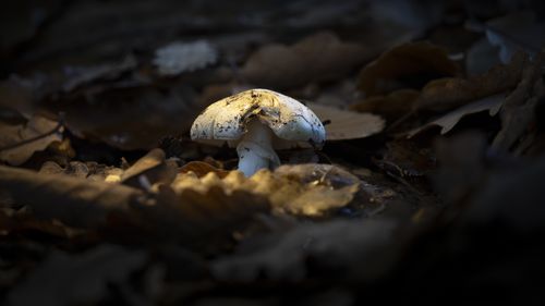 Deathcap mushrooms are highly poisonous and can kill an adult.