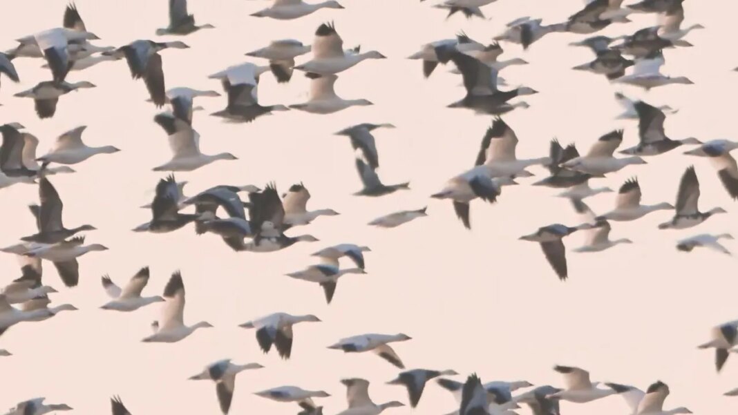 Millions of snow geese flock to Havana, Illinois for annual rest stop