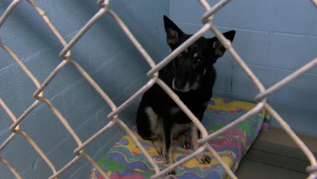 PetSmart Charities donates $25K to Sullivan Co. animal shelter