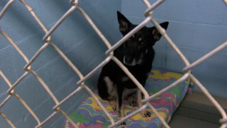 PetSmart Charities Boosts Sullivan County Animal Shelter with $25K Donation to Support Local Pets
