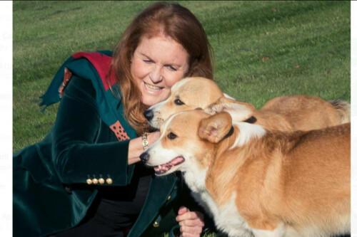 Sarah Ferguson denies claims she planned to take part in reality TV series involving cloning Queen Elizabeth’s corgis