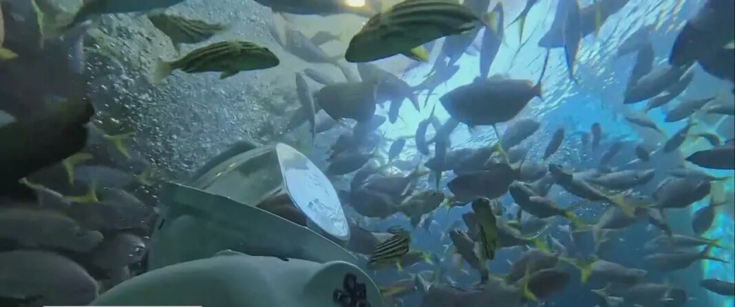 SeaTREK experience gets an upgrade at Florida Aquarium