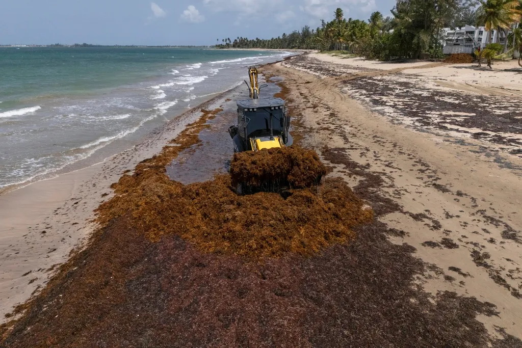 Seaweed invasion: Which beaches will be hit hardest by sargassum in 2026?