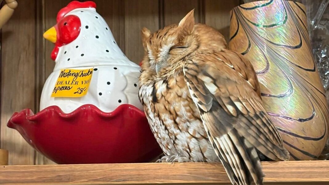 Sleepy owl found resting among items in Durham, NY antique store shelf