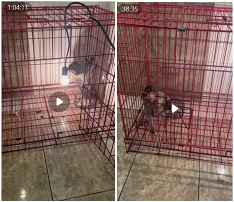 South Florida man pleads guilty to distributing baby monkey sex torture videos