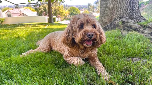 Cute Fluffy Cavapoo Dog on the Grass in a Park