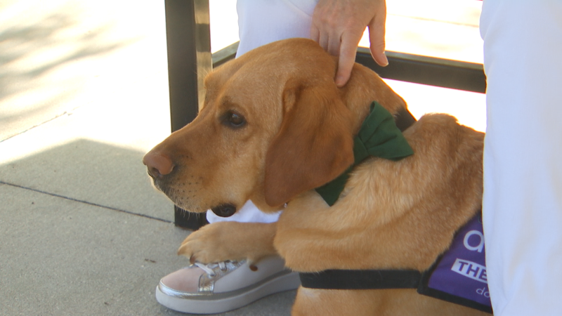Tampa therapy dog earns national recognition through his work with veterans