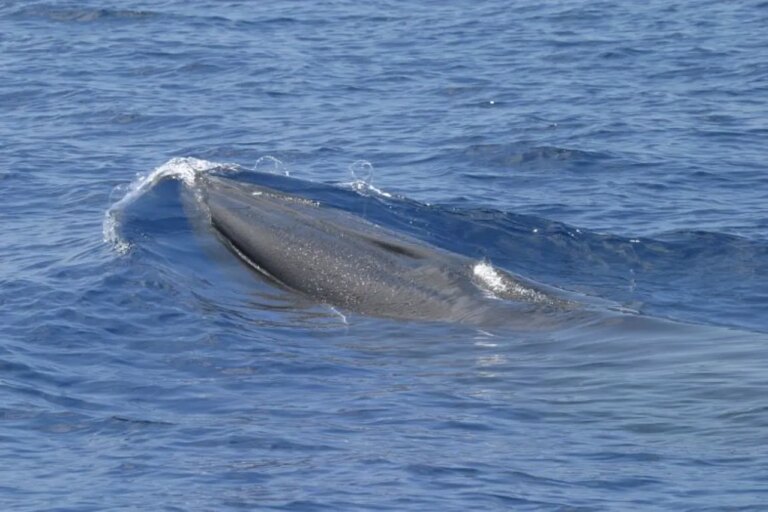 Key Insights into the Rare Rice’s Whale: A Potential Obstacle to Trump’s Gulf Drilling Proposals