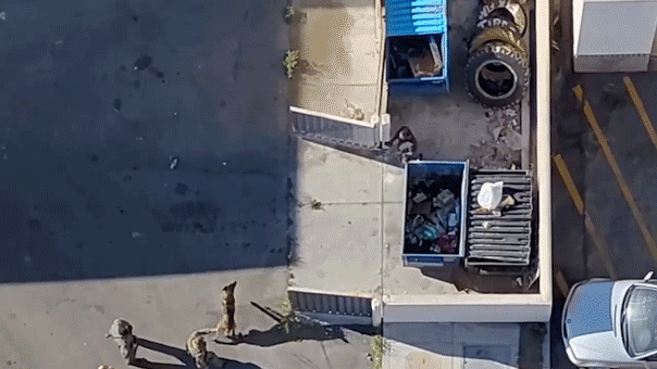 Video shows police drone track down madman after alleged rampage with stabbing, shooting, crash into store