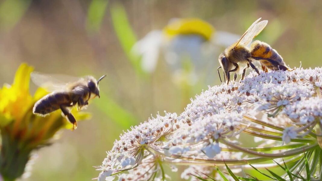 WATCH: National Geographic's un-bee-lievable trailer for new series 'Secrets of the Bees' from executive producer James Cameron