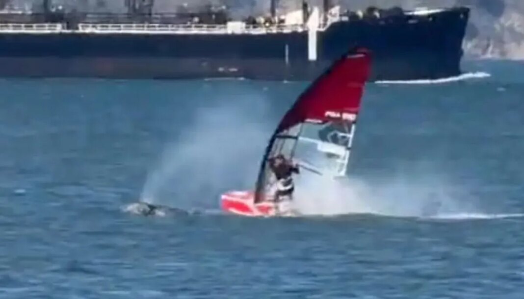 WATCH: Windsurfer crashes into gray whale, flys off board