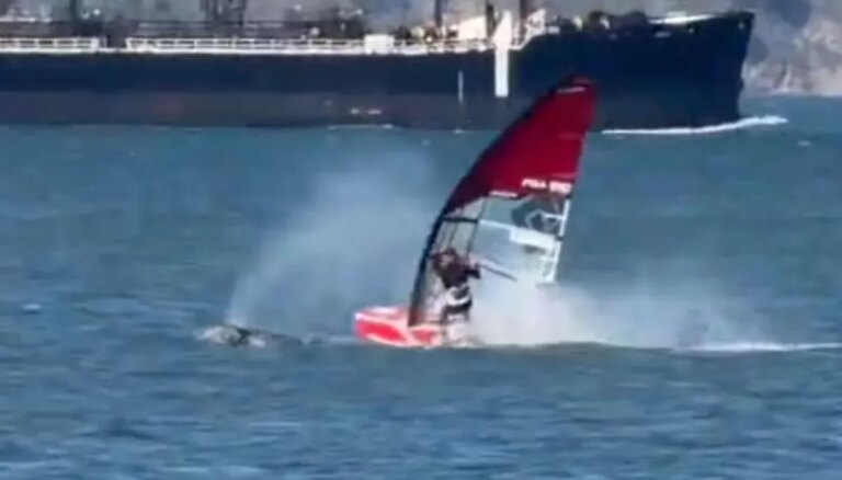 WATCH: Windsurfer Encounters Gray Whale, Resulting in Dramatic Spill