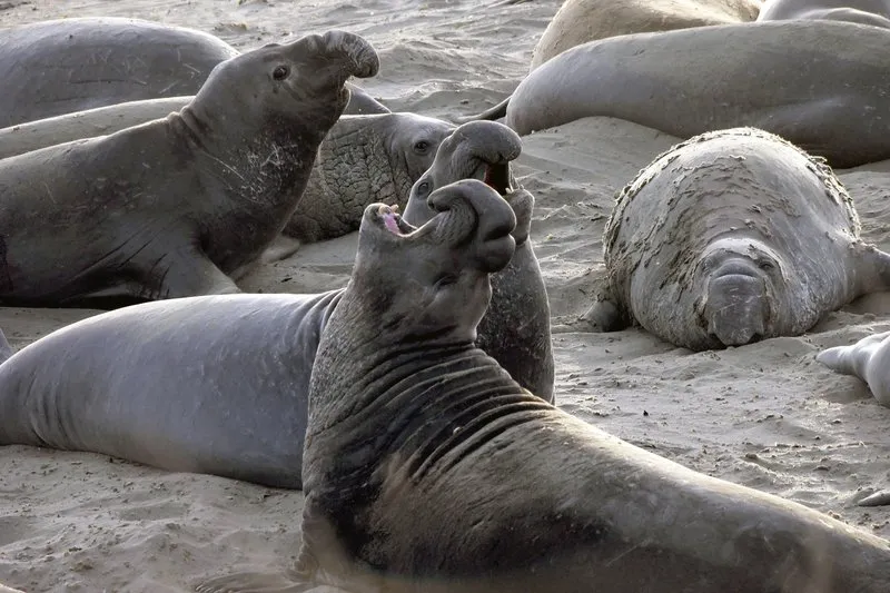 Warning issued for California beaches as bird flu infects elephant seals for first time