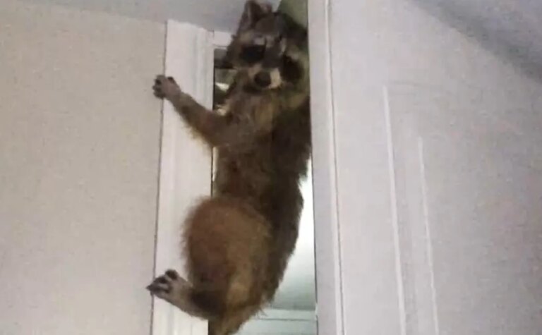 Watch: Enormous Raccoon Expertly Maneuvers Doors in Suburban Residence