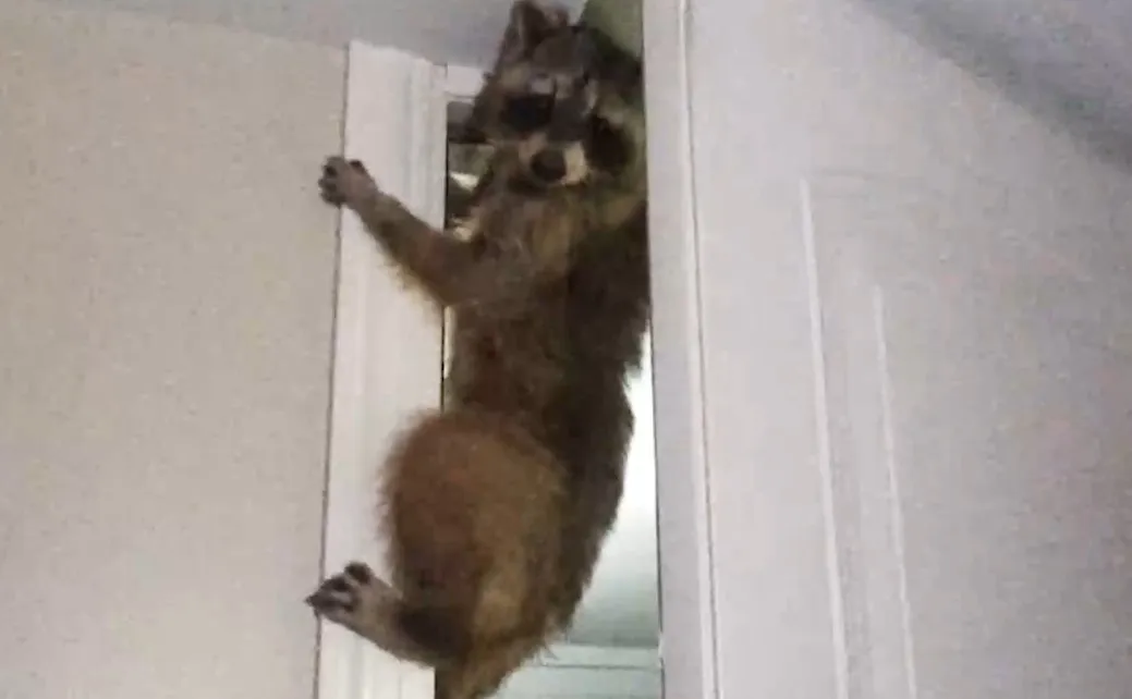 Watch: Huge raccoon opens and closes doors in suburban home
