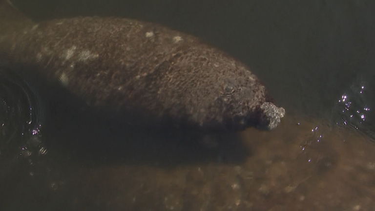 Heartwarming Rescue: Juvenile Manatee Saved in St. Pete as Fisherman Looks On