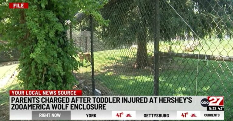 Shocking Incident: Toddler’s Close Call with Wolves While Distracted Parents Scroll On