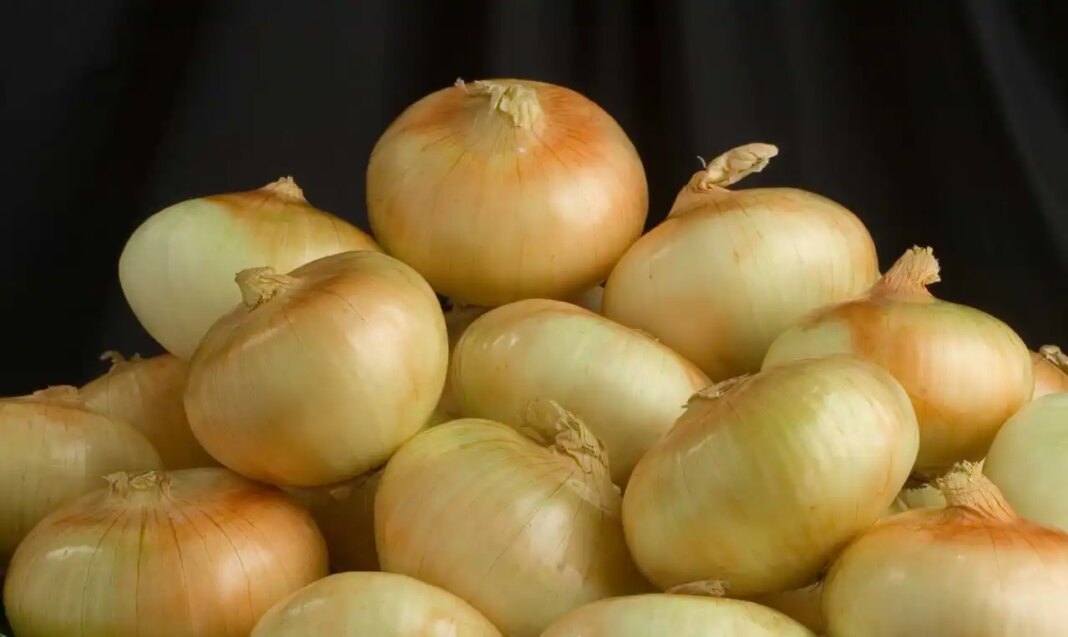 49th Annual Vidalia Onion Festival begins in Southeast Georgia