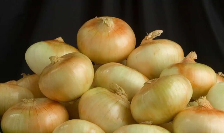 Celebrate the Start of the 49th Annual Vidalia Onion Festival in Southeast Georgia!