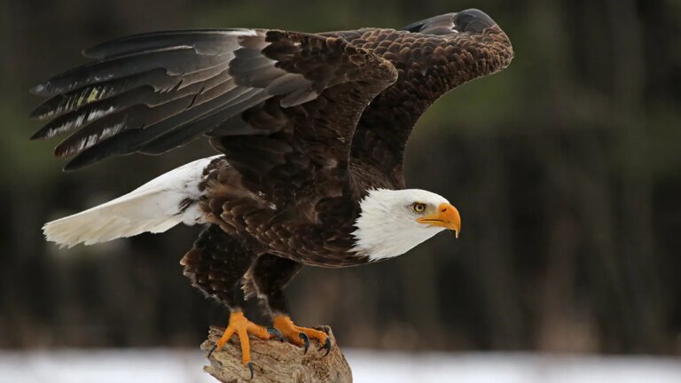 Tragic Discovery: Five Bald Eagles Found Dead in Michigan Sparks Alarm Over Potential Poaching Crisis