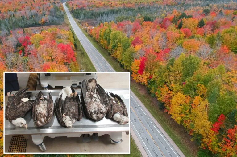 Unraveling the Mystery: Five Bald Eagles Found Dead in Michigan Under Suspicious Circumstances