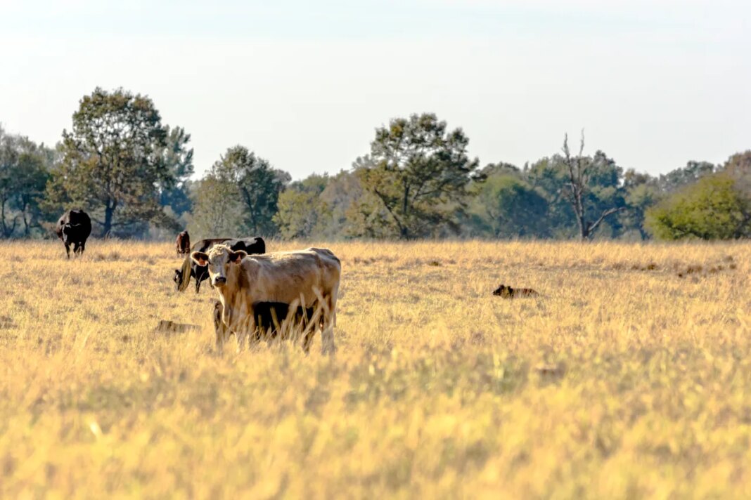 61 counties in Florida are natural disaster areas due to drought: USDA