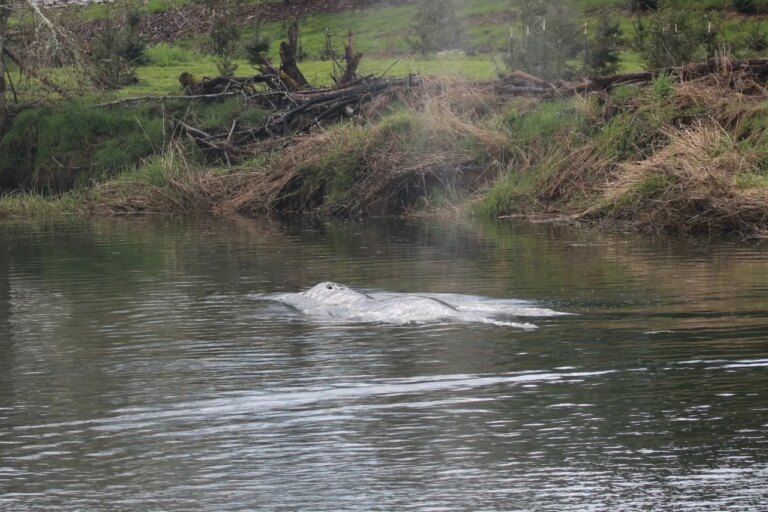 Gray Whale Found Dead After Unprecedented 20-Mile Journey Up Washington River: A Marine Mystery