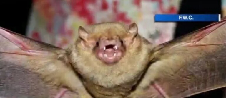 Protect Your Home: Navigating Bat Maternity Season in Tampa Bay