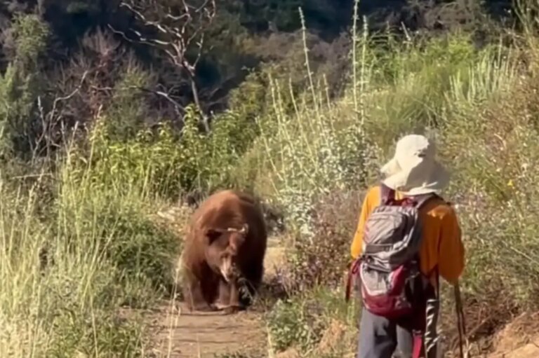 Terrifying Bear Encounter: Hiker’s Close Call in Angeles National Forest Captured on Viral Video