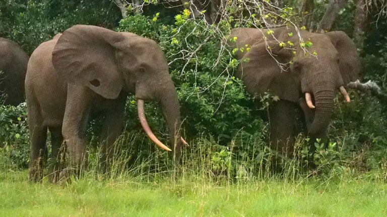 California Millionaire Tragically Loses Life in Elephant Encounter During African Safari