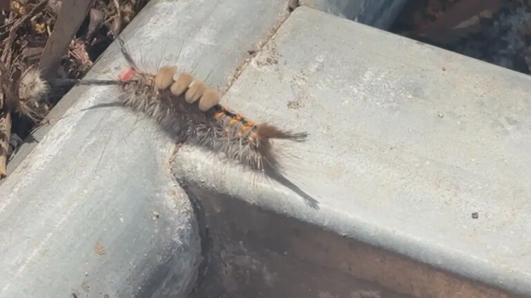 Unexpected Caterpillar Invasion Crawls into RBC Heritage Golf Tournament, Fans React