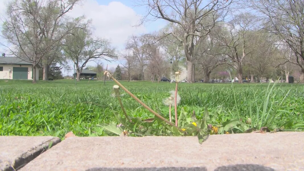 Central Illinois doctor shares tips to keep allergies under control