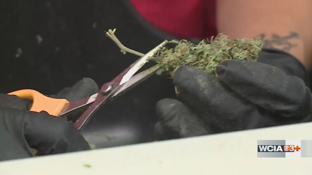 Champaign Co. dispensary reacts to Trump Admin reclassifying medical marijuana