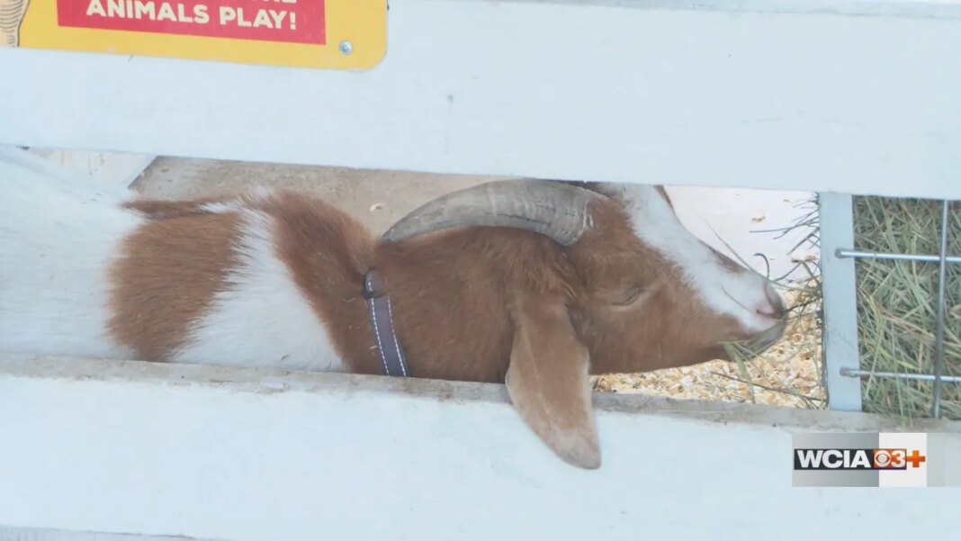 Champaign Park District invites community out after Prairie Farm opens for the season