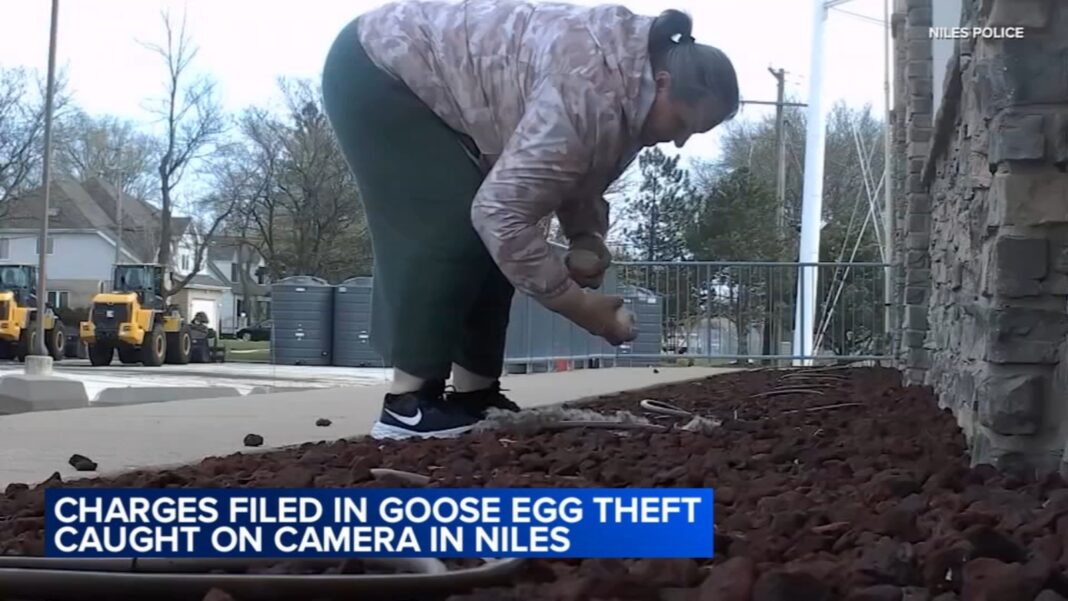 Charges filed by IDNR police after video showed woman illegally taking goose eggs near Golf Mill Mall, Niles police say