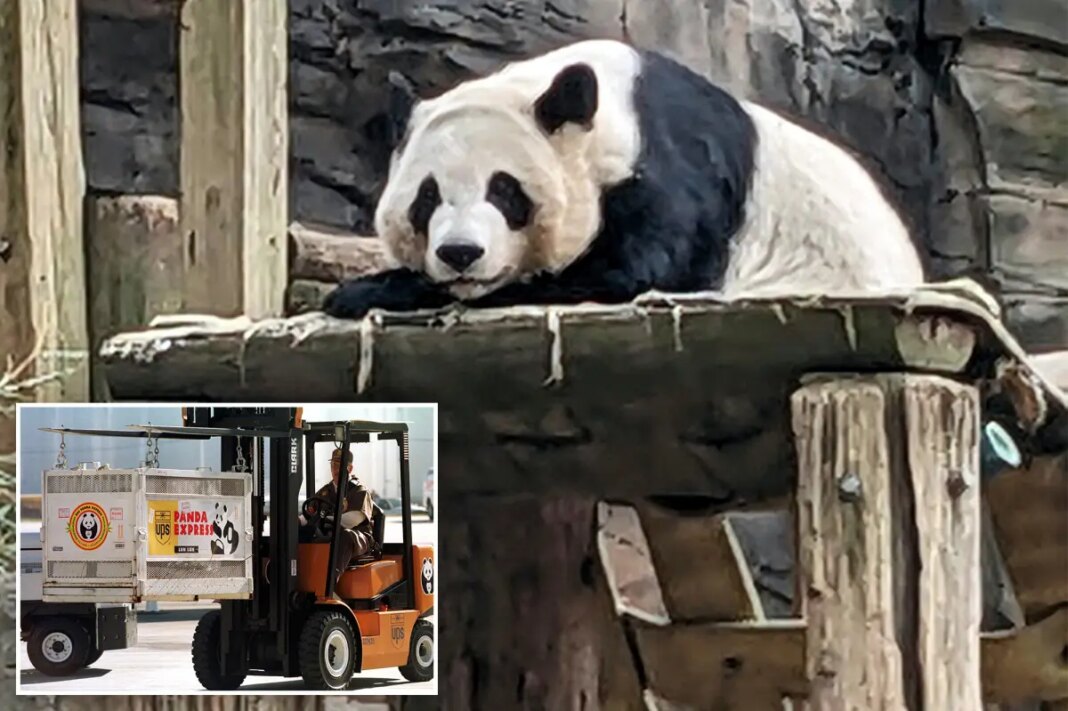 China to send giant pandas to Atlanta