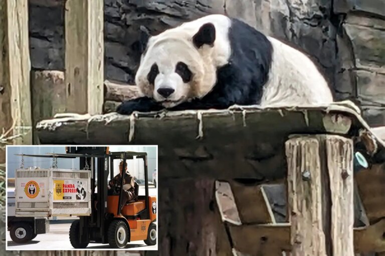 China’s Majestic Giant Pandas Set for New Home at Atlanta Zoo: A Cultural and Conservation Milestone
