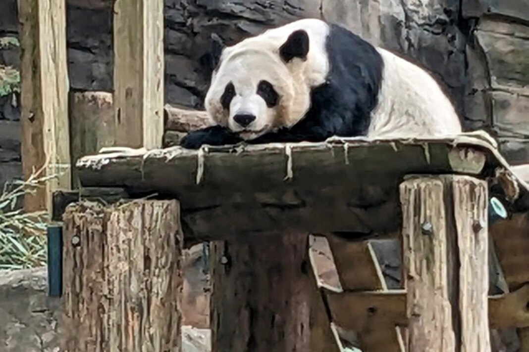 FILE - One of four panda bears at Zoo Atlanta rests in their habitat on Dec. 30, 2023, in Atlanta. (AP Photo/Kate Brumback, File)
