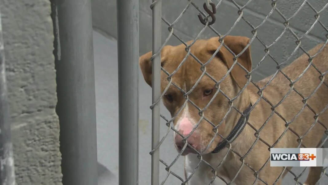 Coles Co. Animal Shelter reaches capacity for dogs