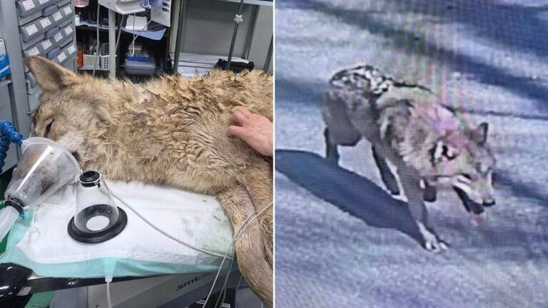 Thrilling Rescue: South Korean Zoo Reclaims Escaped Wolf with Cutting-Edge Drone Technology