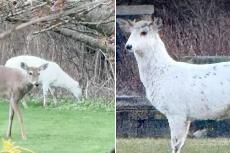 Rare Piebald Deer Pair Spotted on Long Island