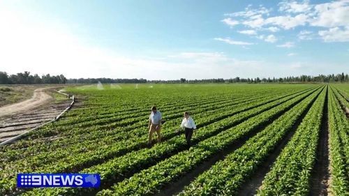 Farmers Issue Urgent Alert: Fuel Shortage Forces Abandonment of Crops