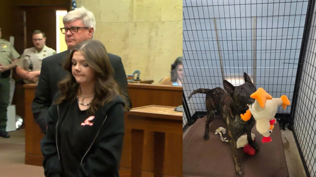 Former owner of K9 Nero briefly appears in court