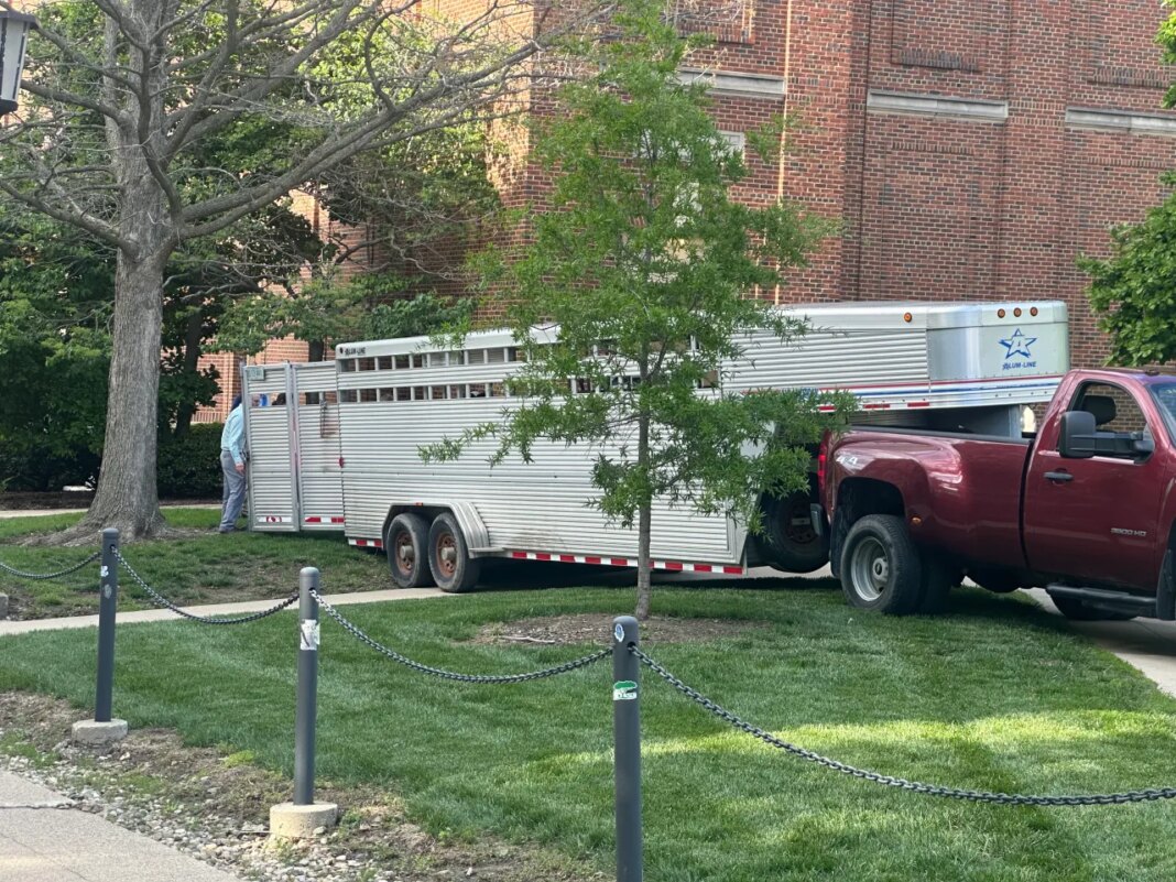 HOLY COW: Cow spotted roaming UI campus Wednesday afternoon