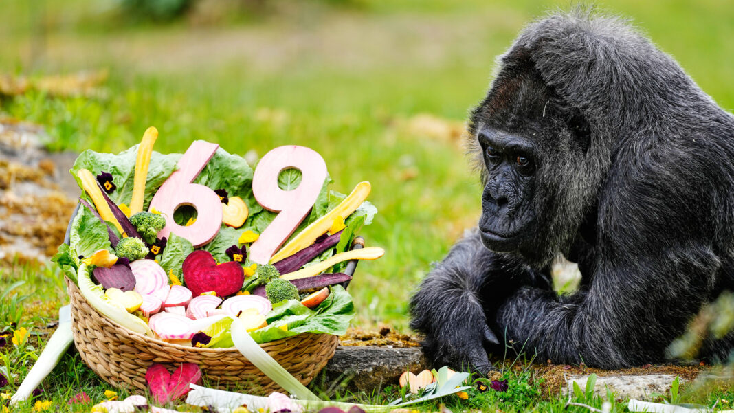 Happy 69th birthday to Fatou, the world's oldest gorilla living in captivity
