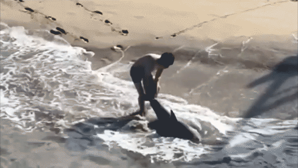 Dramatic video captures young fisherman battling waves to free great white shark