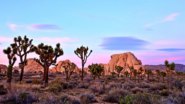 Hiker Discovers Human Skull in Famous Desert, Sparking Homicide Investigation